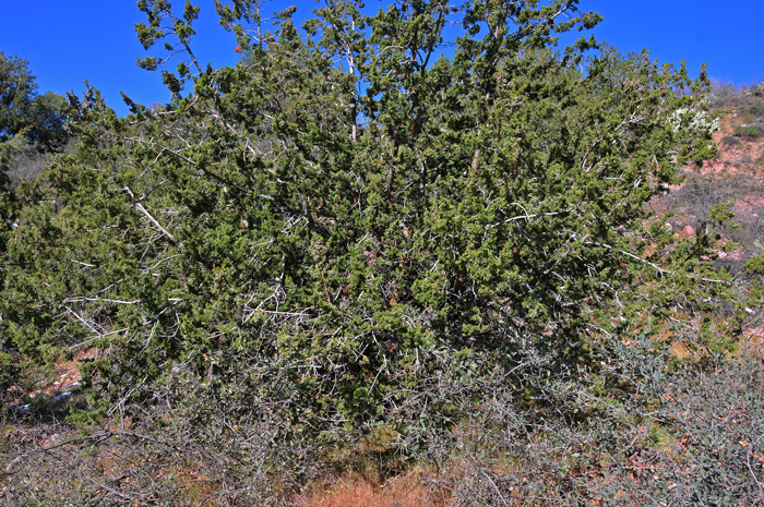 Redberry Juniper is a large shrub or small tree that grows up to 10 or 15 feet tall with a flattened or irregular crown. It prefers elevations from 2,100 to 5,500 feet and is found in canyons, dry rolling hills and rocky slopes in semi desert type areas. Juniperus coahuilensis 